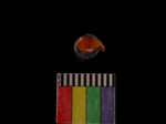 L_V22d5926 A1q955.4.1 T924 dM sh f113.JPG